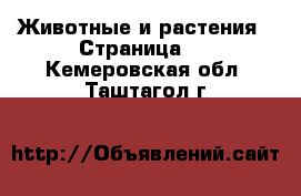  Животные и растения - Страница 3 . Кемеровская обл.,Таштагол г.